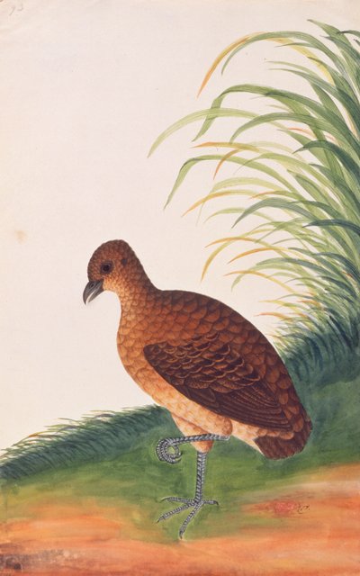 Long-billed Partridge, from Drawings of Birds from Malacca by Chinese School